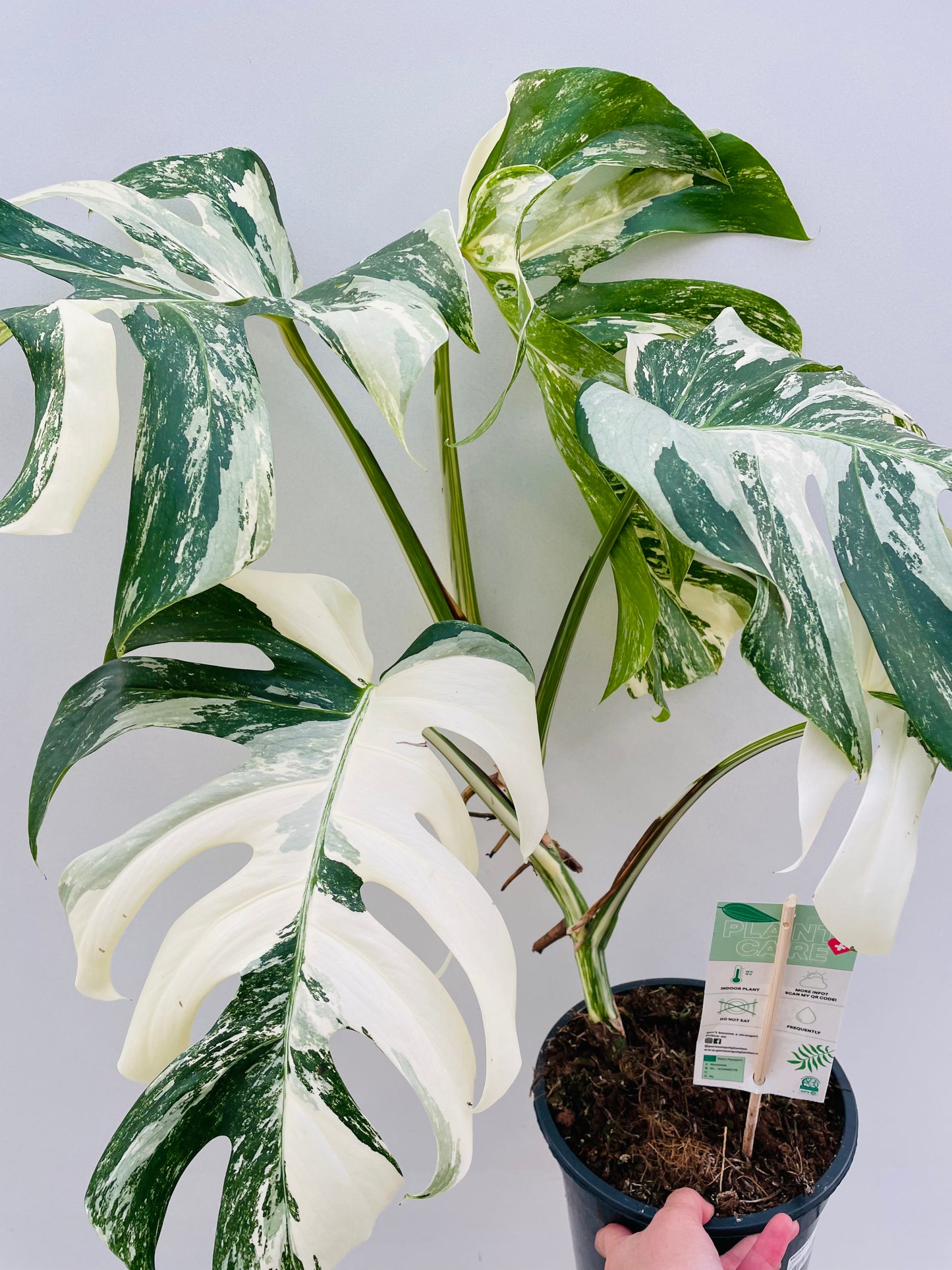 Bilde av Monstera del. Variegata-Spanne Plantesalg