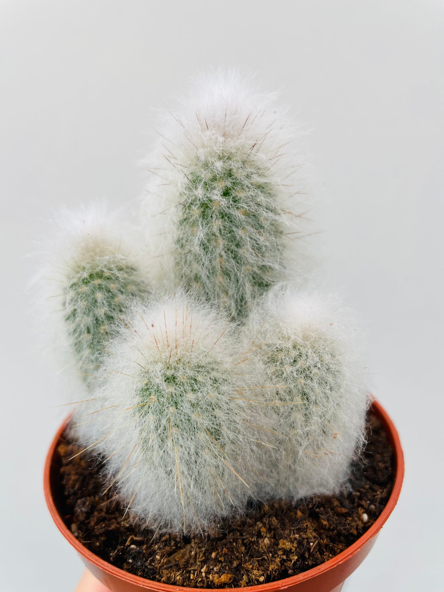 Espostoa lanata ‘Old Man Cactus’