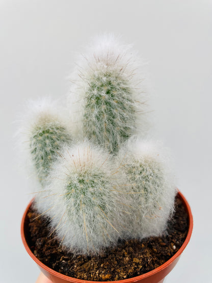 Espostoa lanata ‘Old Man Cactus’
