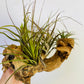 Bilde av Tillandsia på tre 1-Spanne Plantesalg