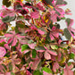 Bilde av Oxalis ‘Crazy Plum’ 14 cm potte-Spanne Plantesalg