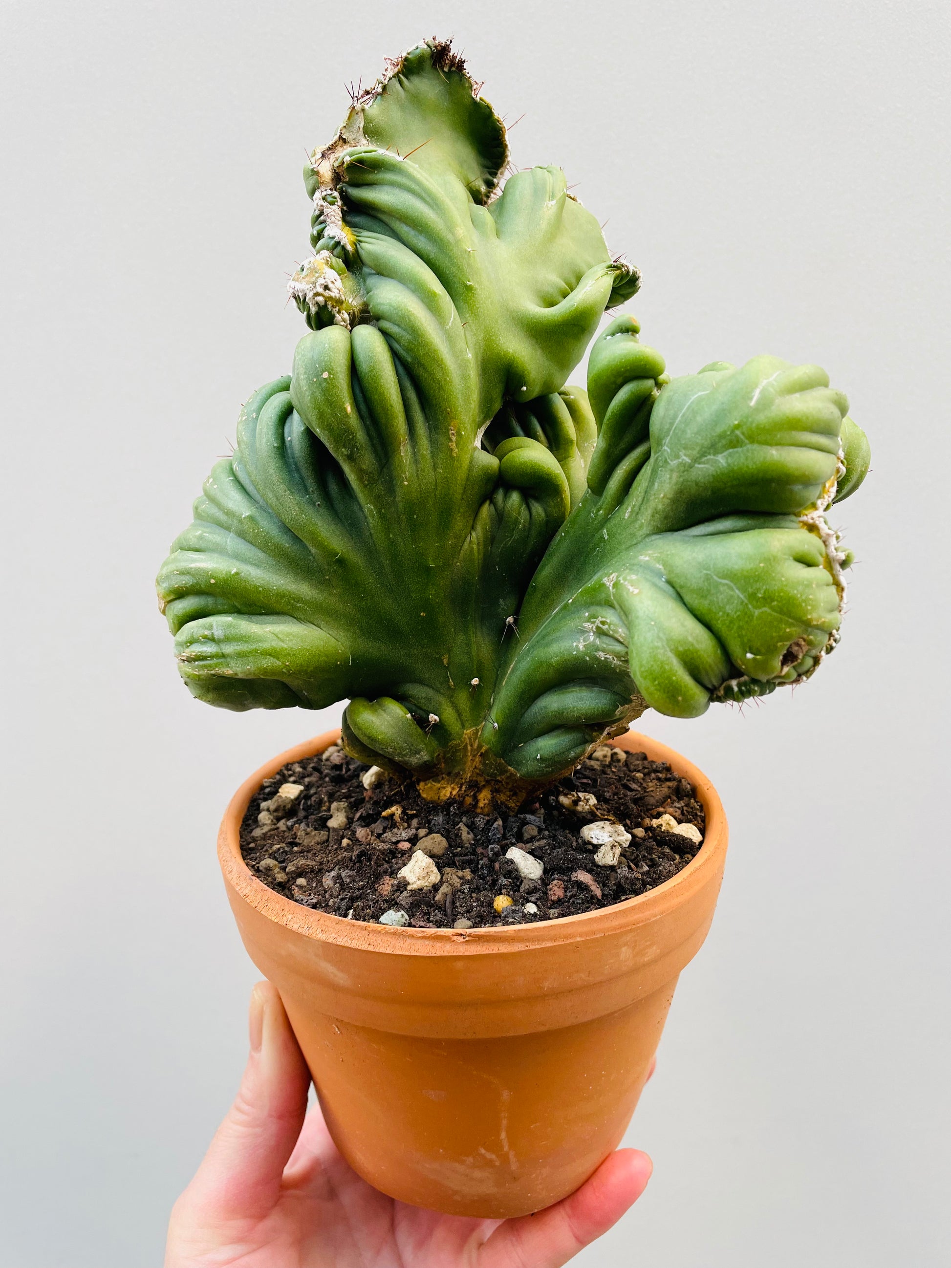 Bilde av Cereus coral f.cristata 12 cm terracotta potte-Spanne Plantesalg