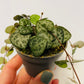 Bilde av CEROPEGIA WOODII-Spanne Plantesalg