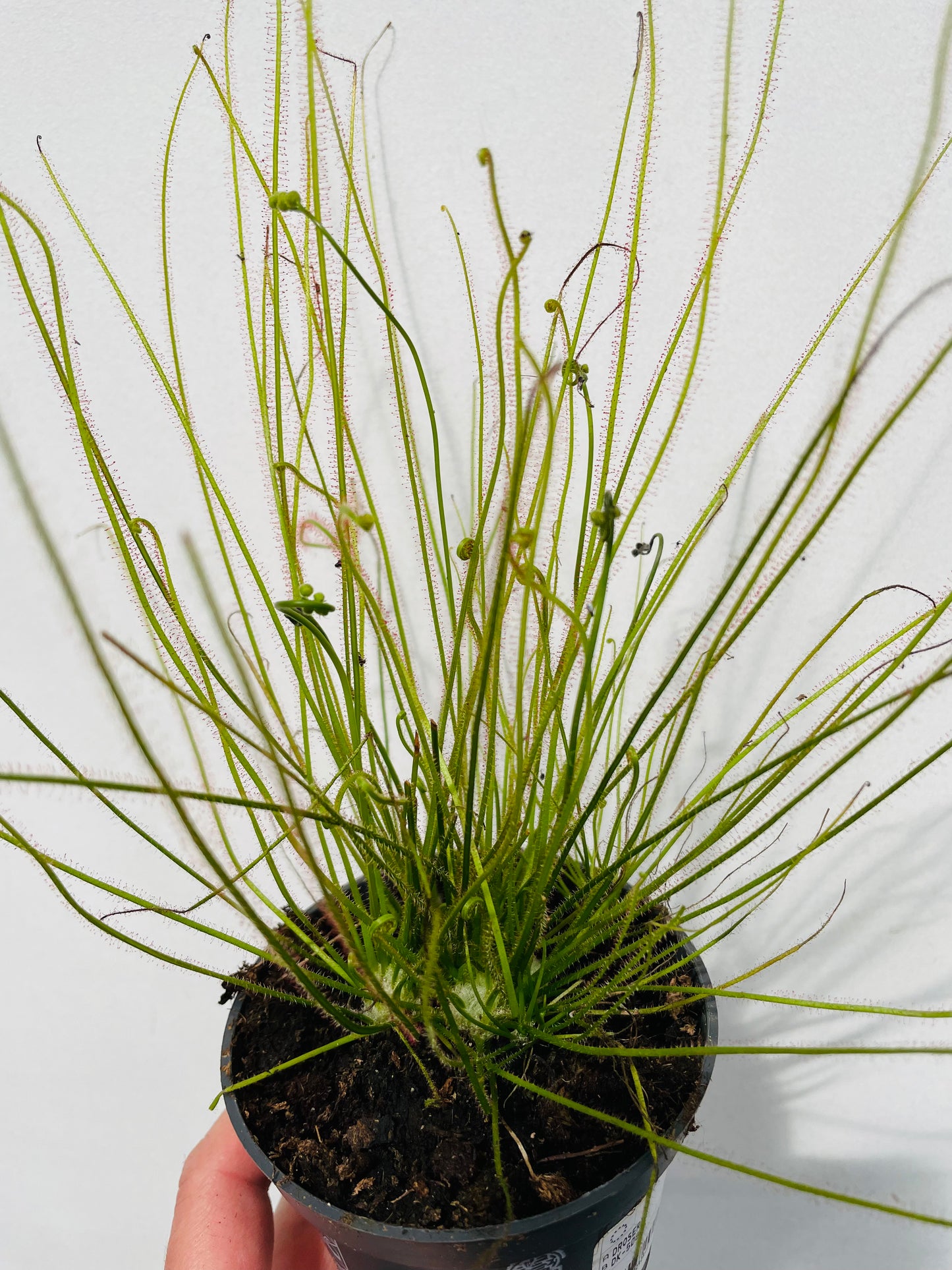 Drosera filiformis