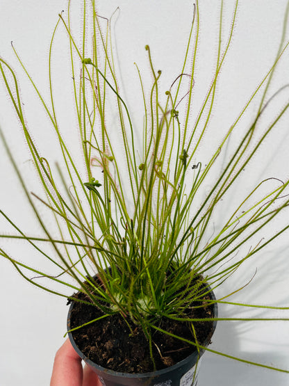 Drosera filiformis
