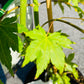 Bilde av Acer palm. 'Dragon Master'-Spanne Plantesalg