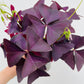 Bilde av Oxalis triangularis-Spanne Plantesalg