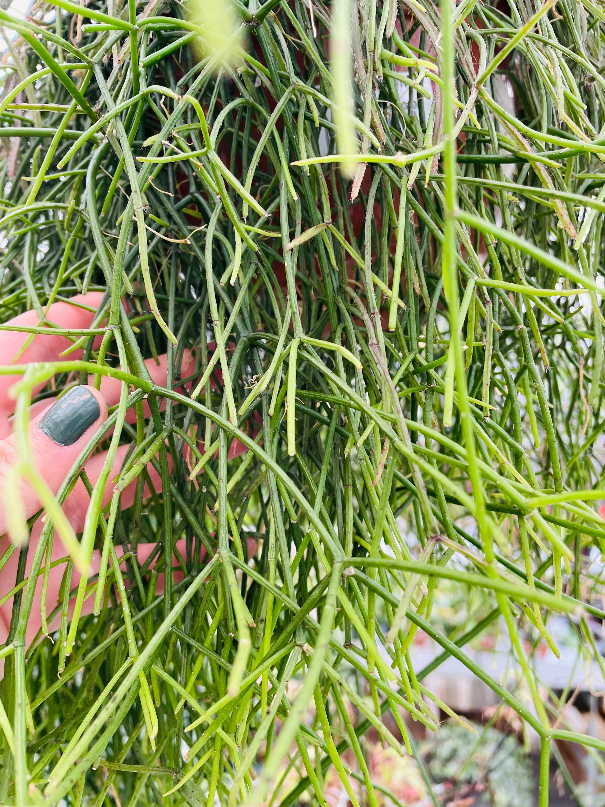 Bilde av Rhipsalis baccifera stikling-Spanne Plantesalg