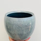 Bilde av Potteskjuler ‘Ice Blue’ 16 cm-Spanne Plantesalg