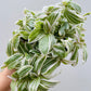 Bilde av Tradescantia albiflora-Spanne Plantesalg