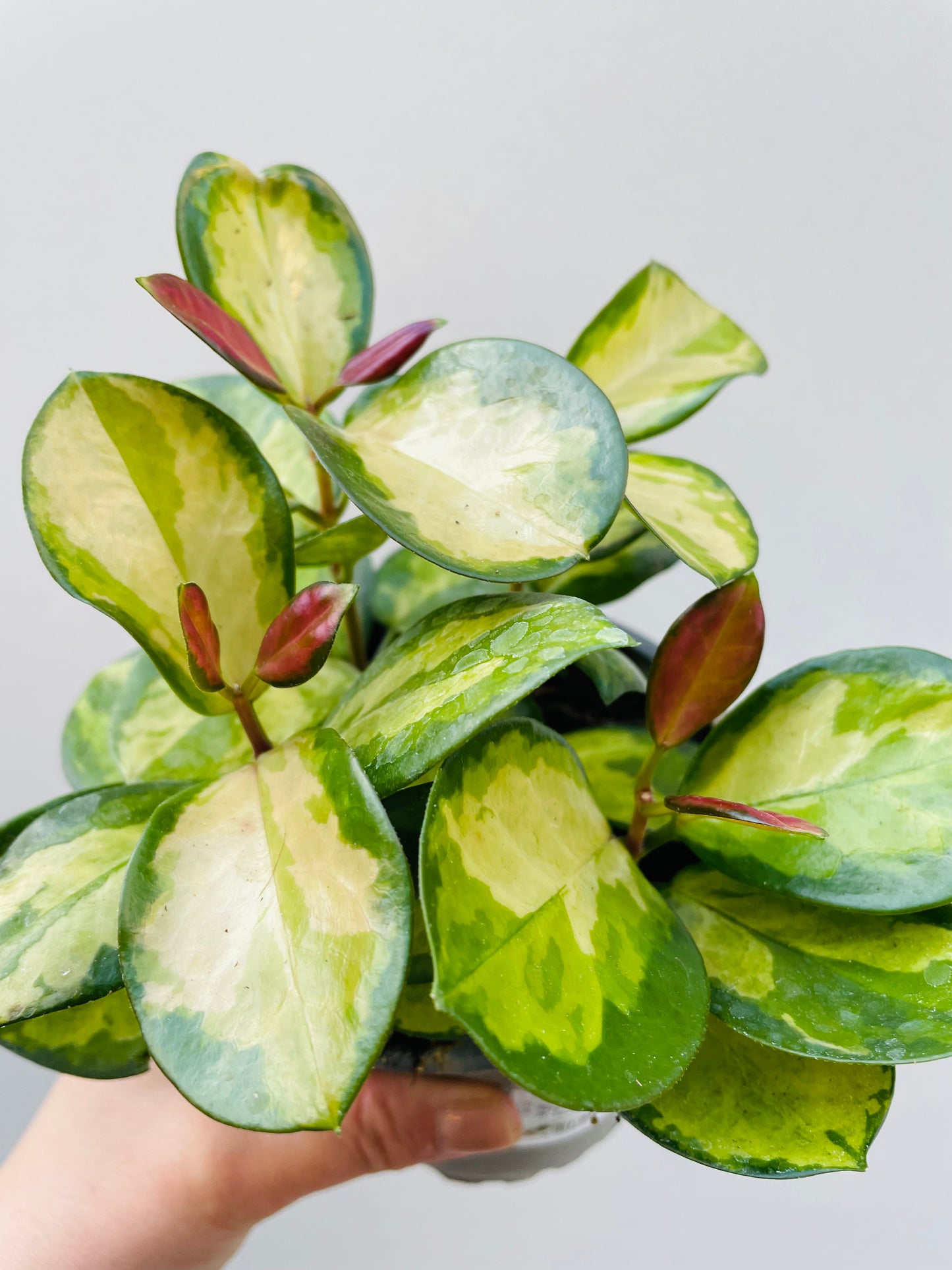 Bilde av Hoya australis ‘Lisa’ 12 cm potte-Spanne Plantesalg