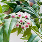 Bilde av Hoya bella-Spanne Plantesalg