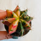 Bilde av GYMNOCALYCIUM MIHANOVICHI-Spanne Plantesalg