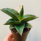 Bilde av Sansevieria ehrenbergii ‘Samurai Dwarf’-Spanne Plantesalg