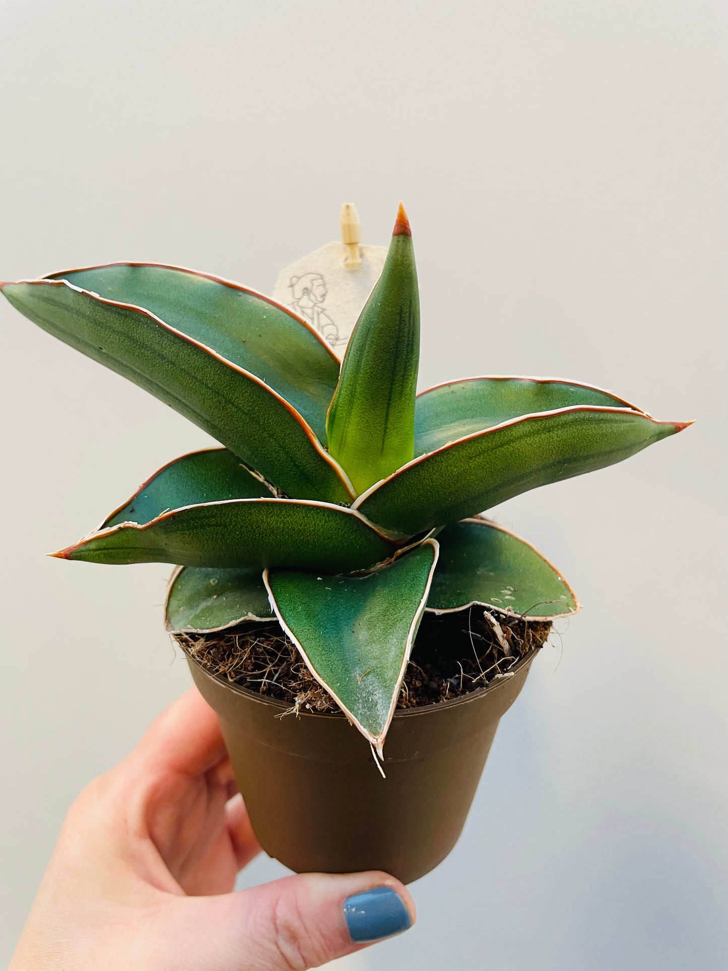 Bilde av Sansevieria ehrenbergii ‘Samurai Dwarf’-Spanne Plantesalg