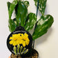 Bilde av Opuntia jamaicensis-Spanne Plantesalg