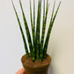 Bilde av Sansevieria ‘Fernwood’-Spanne Plantesalg