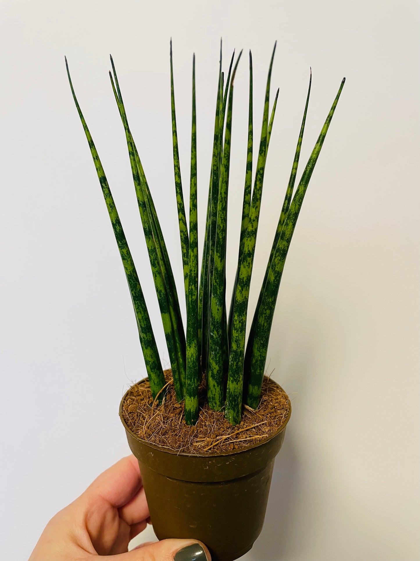 Bilde av Sansevieria ‘Fernwood’-Spanne Plantesalg