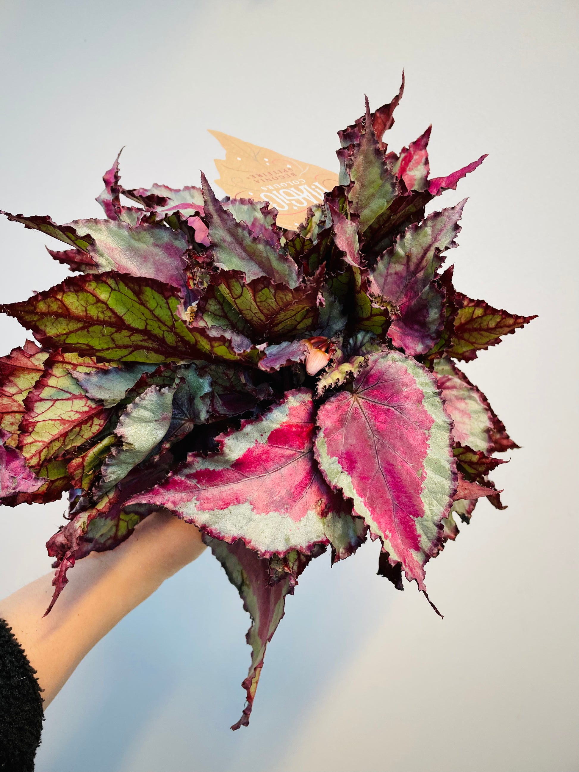 Bilde av Begonia rex ‘Spitfire’ 12 cm potte-Spanne Plantesalg