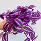 Bilde av Tradescantia ‘Pink Paradise’-Spanne Plantesalg