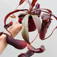 Bilde av Nepenthes ‘Rebecca Soper’-Spanne Plantesalg