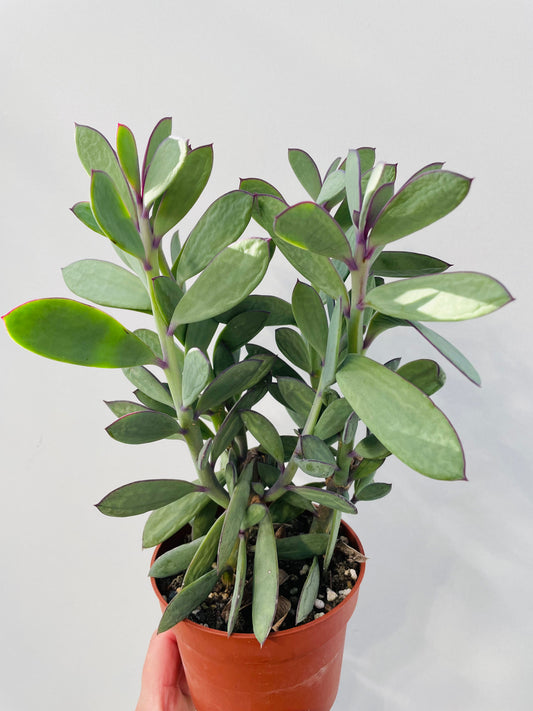 Senecio crassissimus