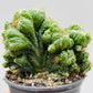 Bilde av Cereus peruvianus 9 cm potte-Spanne Plantesalg