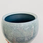 Bilde av Potteskjuler ‘Ice Blue’ 13 cm-Spanne Plantesalg