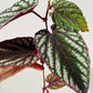 Bilde av Cissus discolor stikling-Spanne Plantesalg