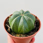 Bilde av Euphorbia obesa 8 cm-Spanne Plantesalg