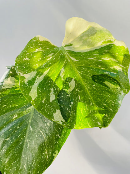 Monstera ‘Thai Constellation’