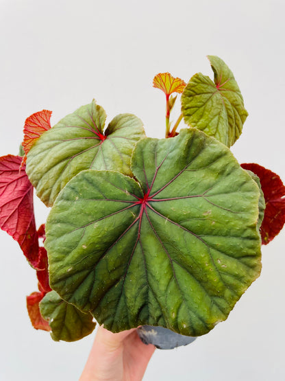 Begonia grandis