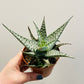 Bilde av Aloe ‘Snow White’ 8 cm potte-Spanne Plantesalg