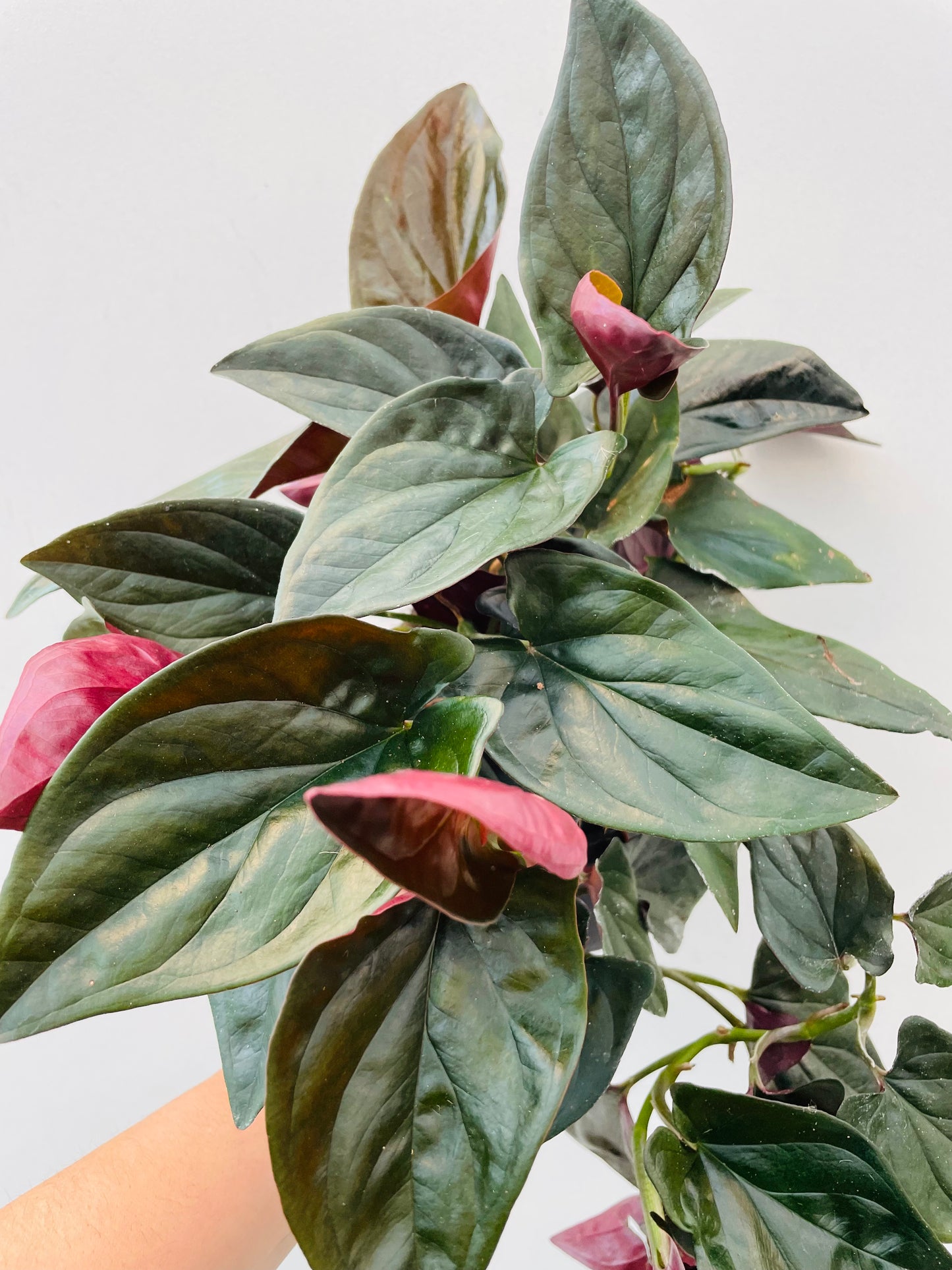 Syngonium ‘Red Arrow’