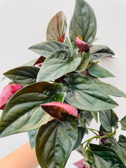 Syngonium ‘Red Arrow’