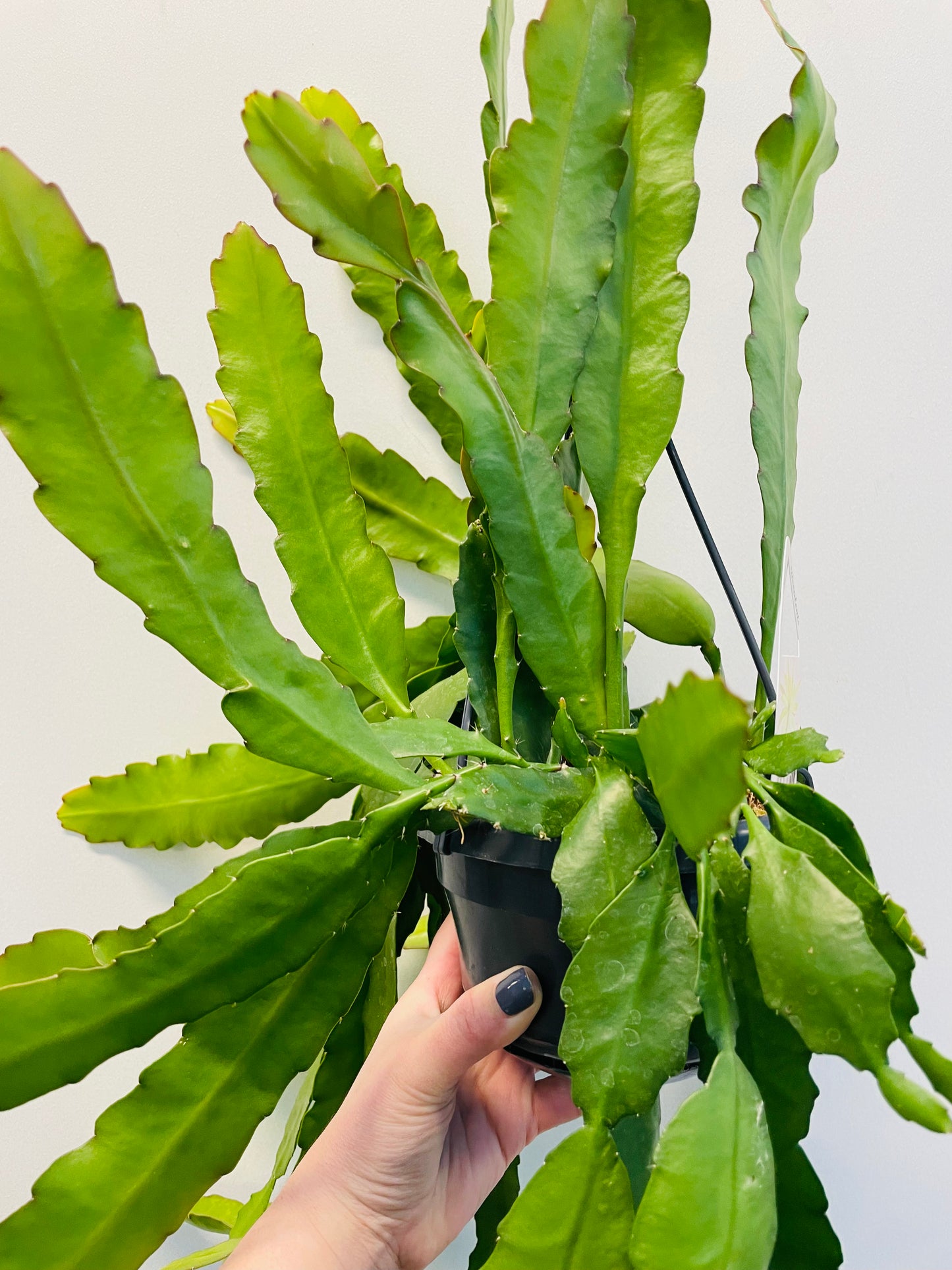 Epiphyllum ‘Fruhlings Gold’