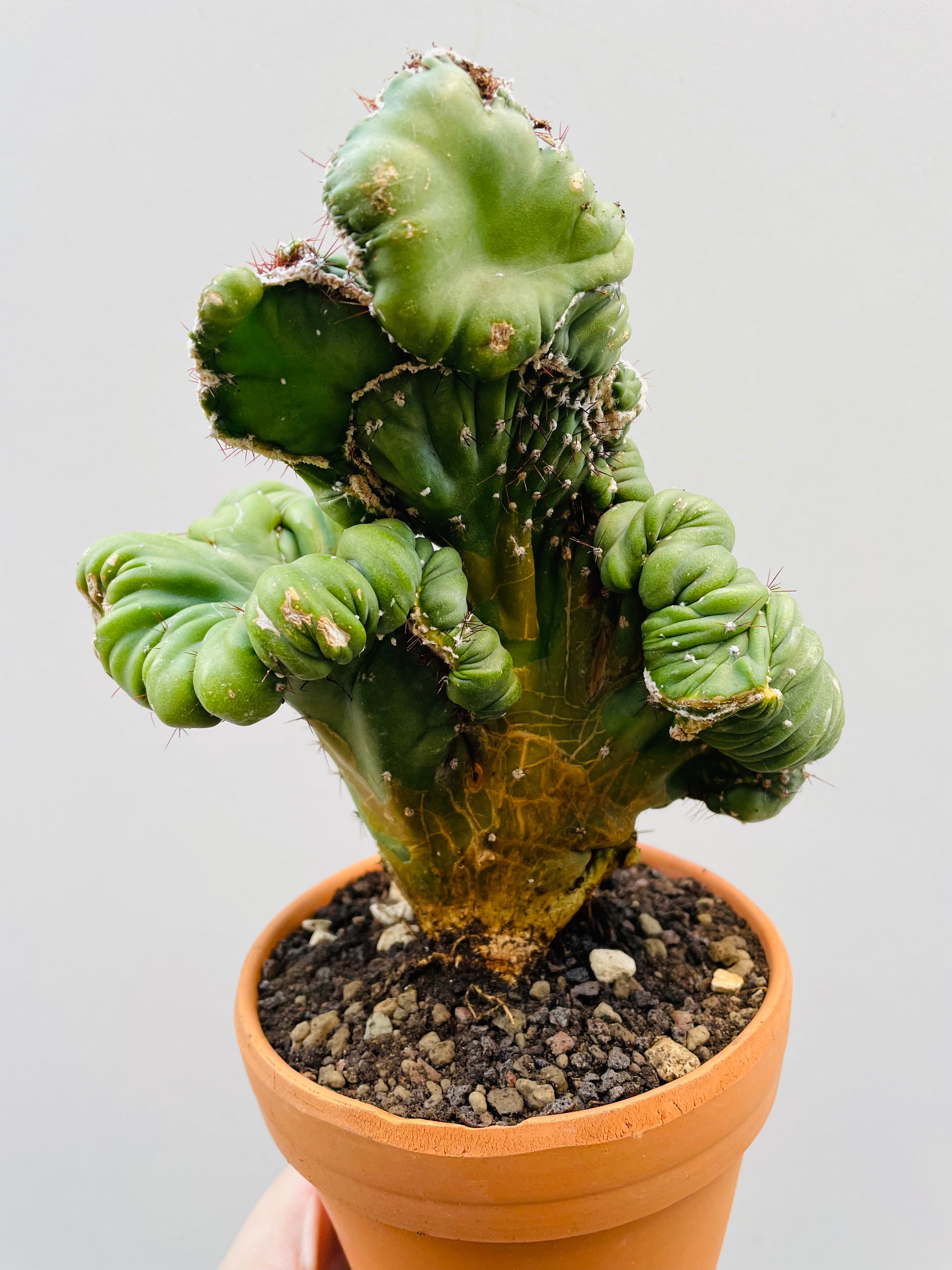 Bilde av Cereus coral f.cristata 12 cm terracotta potte-Spanne Plantesalg