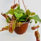 Bilde av Nepenthes ‘Gaya’-Spanne Plantesalg