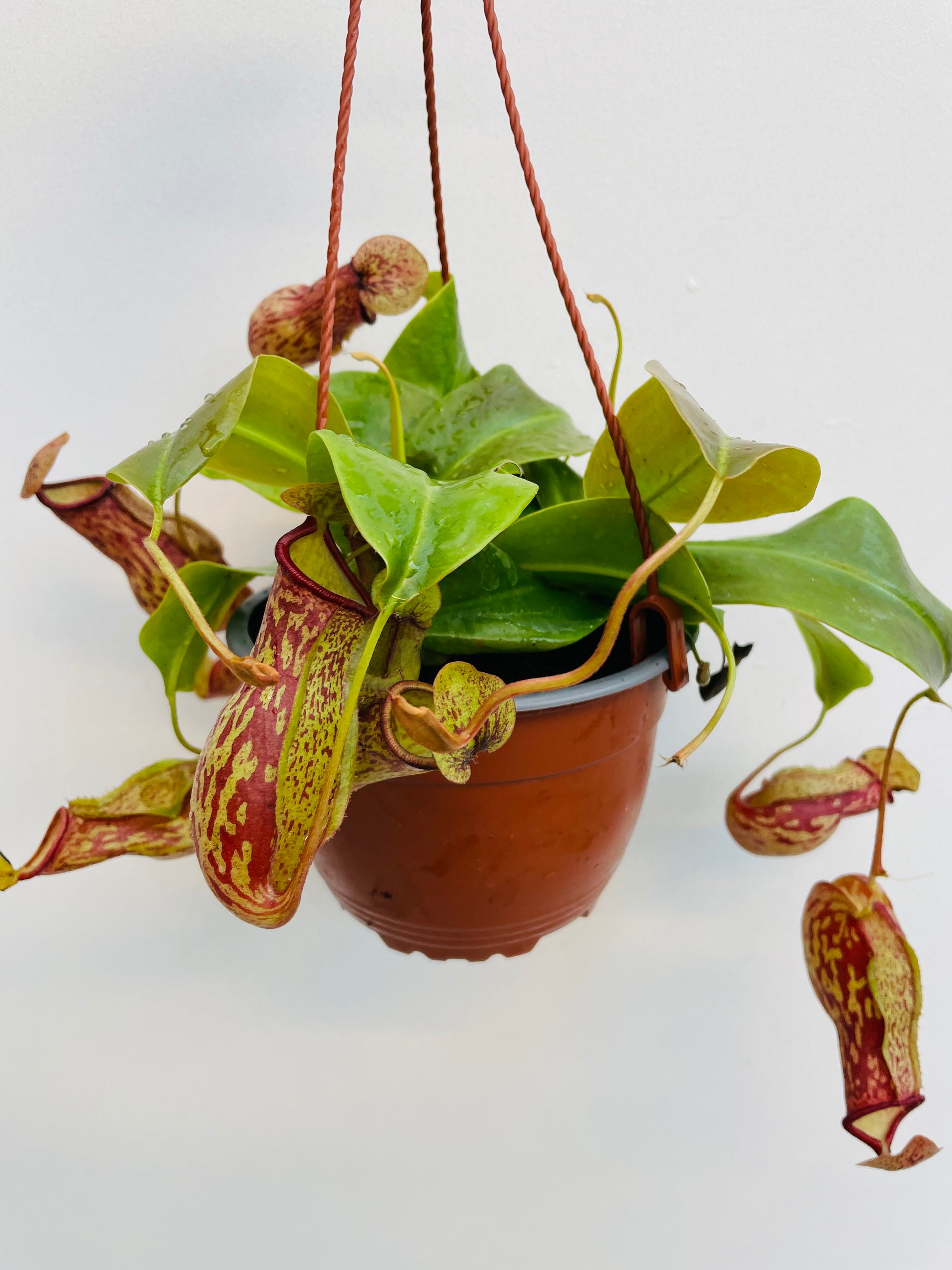 Bilde av Nepenthes ‘Gaya’-Spanne Plantesalg