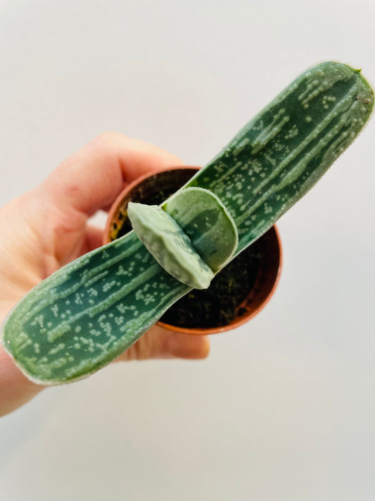 Bilde av Gasteria gracilis-Spanne Plantesalg