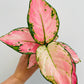 Bilde av Aglaonema ‘Pinky Promise’-Spanne Plantesalg
