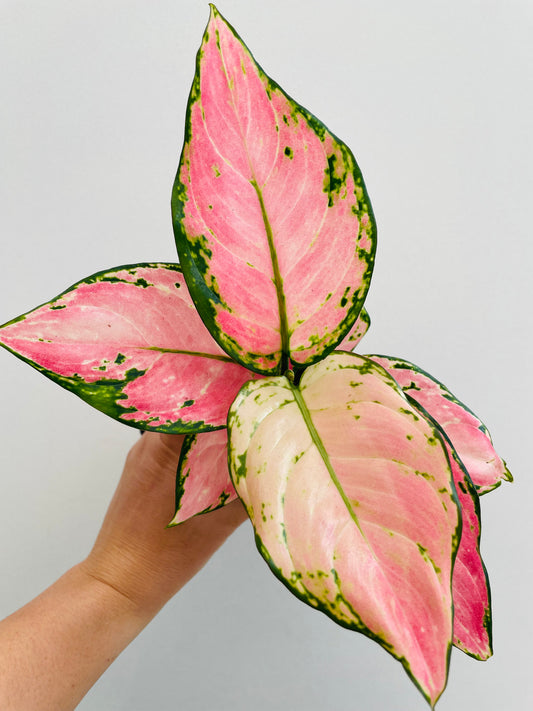 Bilde av Aglaonema ‘Pinky Promise’-Spanne Plantesalg
