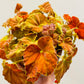 Bilde av Begonia ‘Amber Love’ 12 cm-Spanne Plantesalg