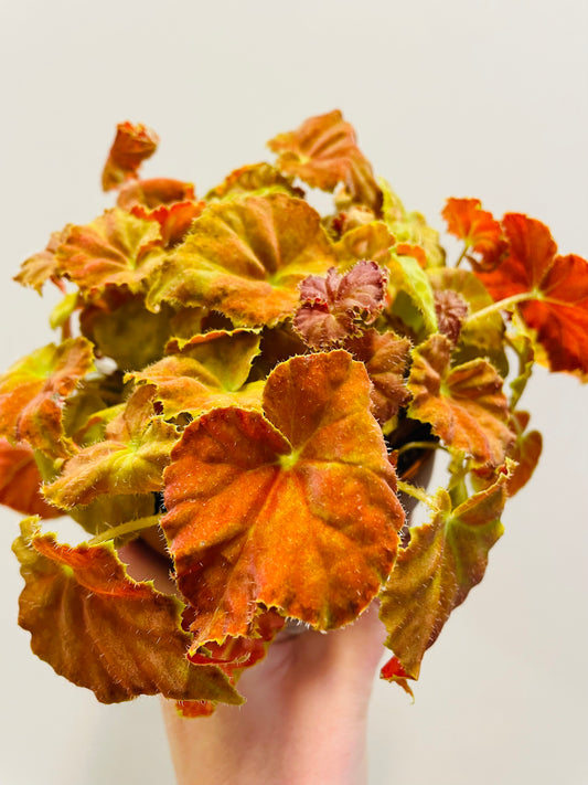Bilde av Begonia ‘Amber Love’ 12 cm-Spanne Plantesalg
