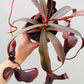 Bilde av Nepenthes ‘Rebecca Soper’-Spanne Plantesalg