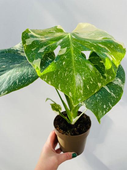 Monstera ‘Thai Constellation’
