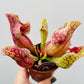 Bilde av Sarracenia purpurea venosa-Spanne Plantesalg