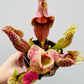 Bilde av Sarracenia purpurea venosa-Spanne Plantesalg