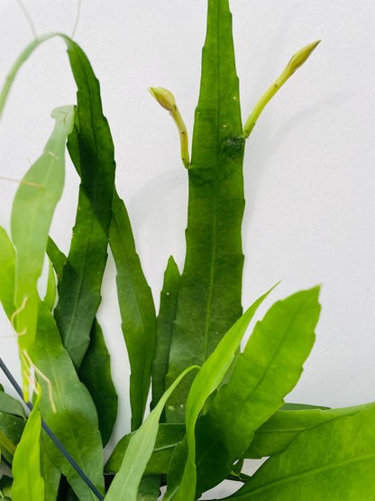 Epiphyllum pumilum