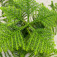 Bilde av Araucaria heterophylla Tim-Spanne Plantesalg